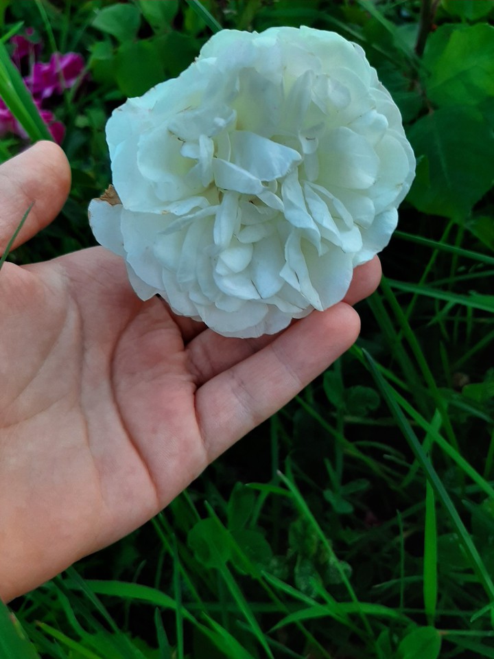 flower
