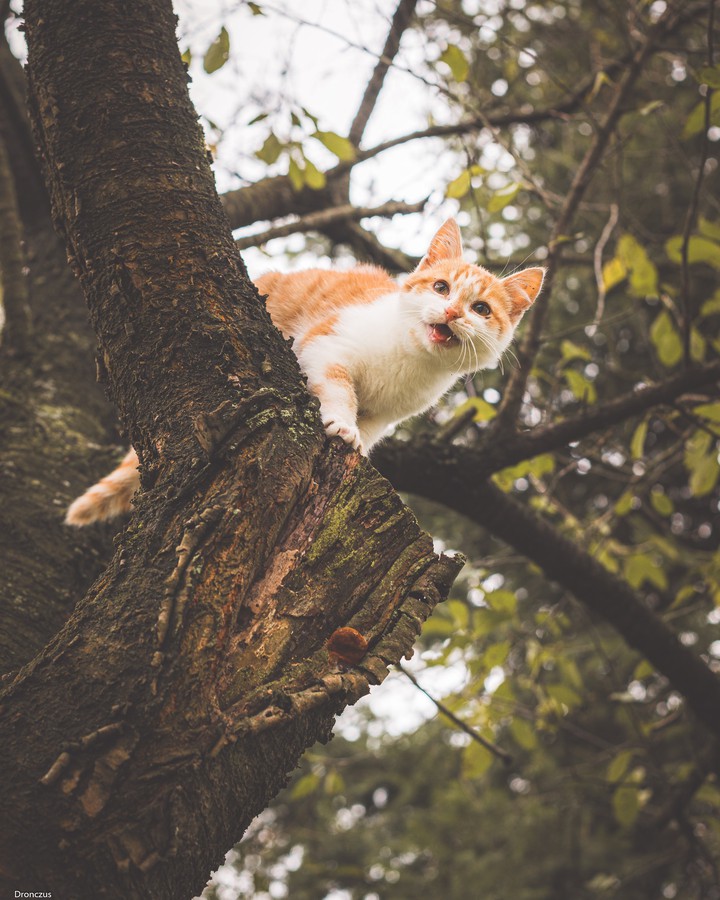 happy cat happy life