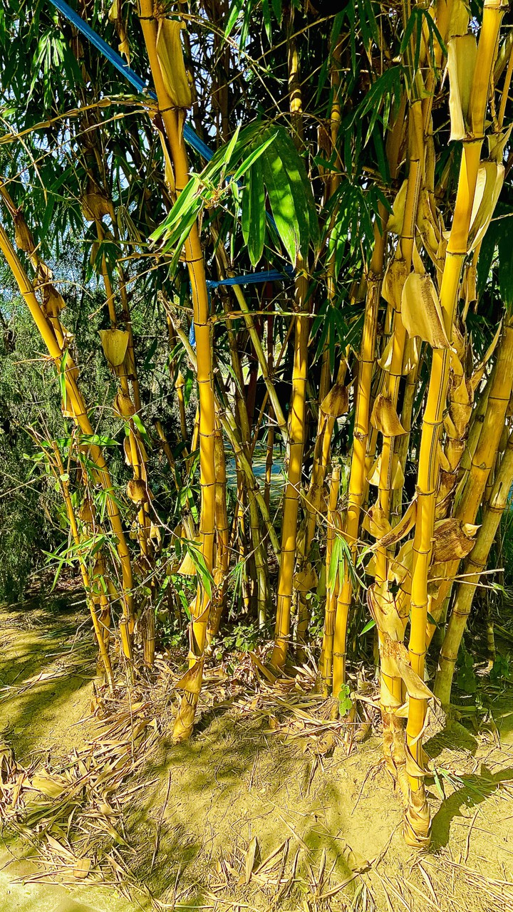 Bamboo Plant