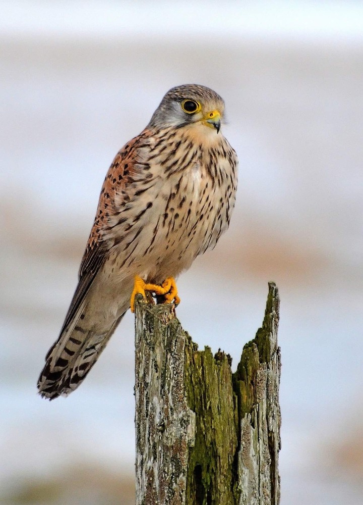 Kestrel