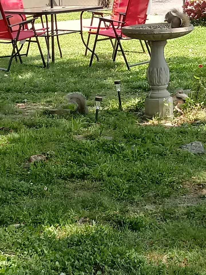 Squirrels