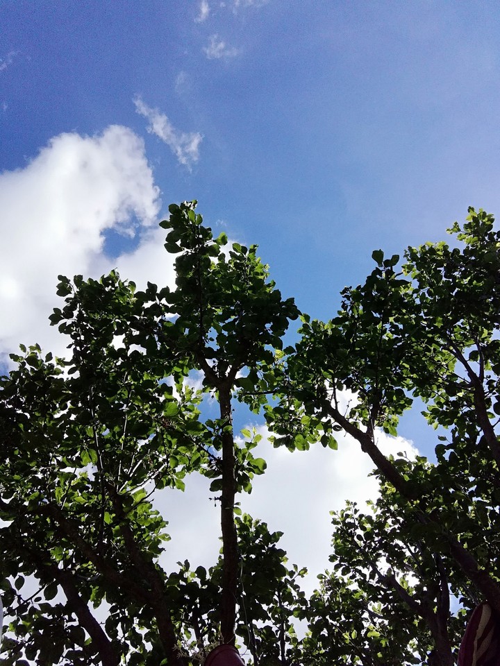 Sky