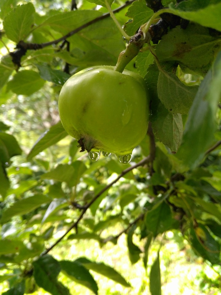 Green Apple