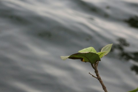 leaf