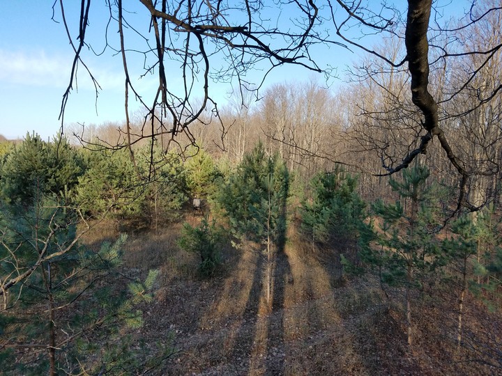 midday hunt