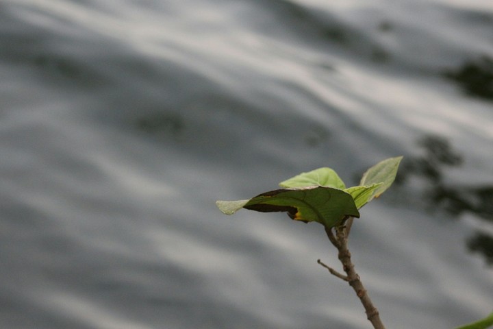 leaf