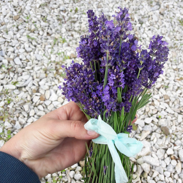 Lavanda....