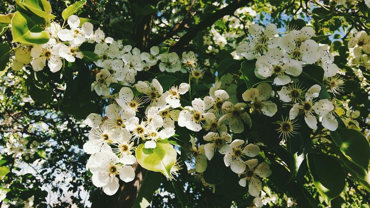 tree