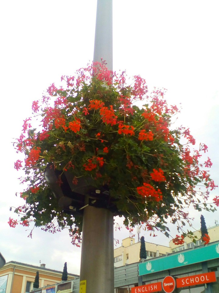 flowers