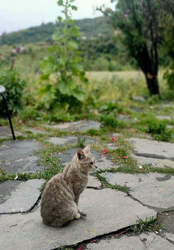 cat