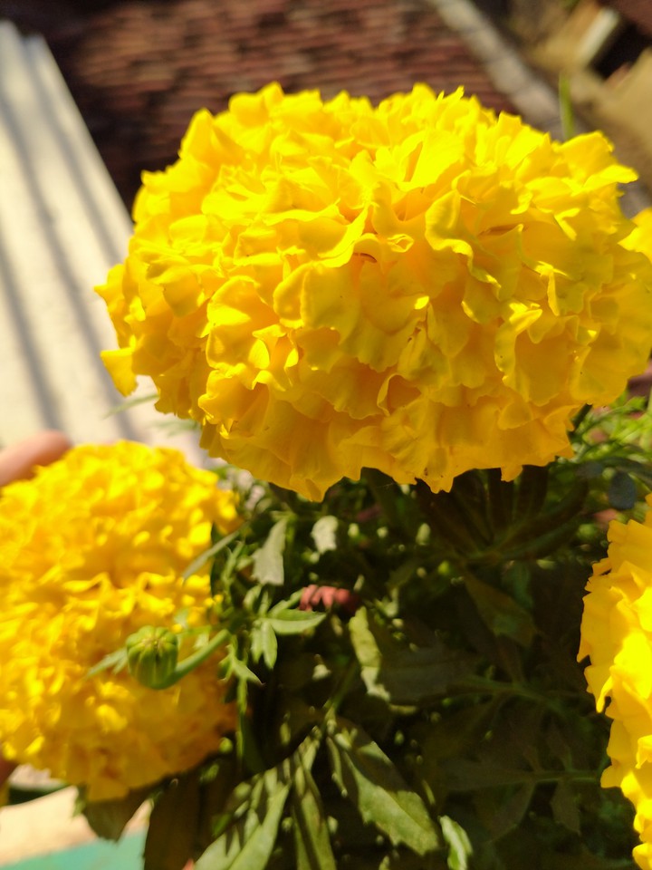 marigold