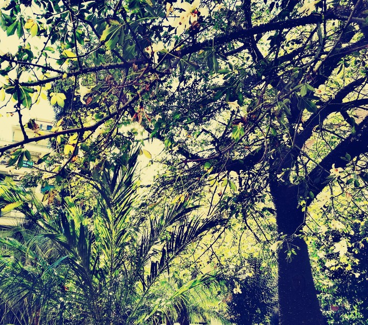 Greenwood in the city #naples