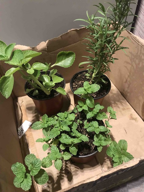 Little Plants