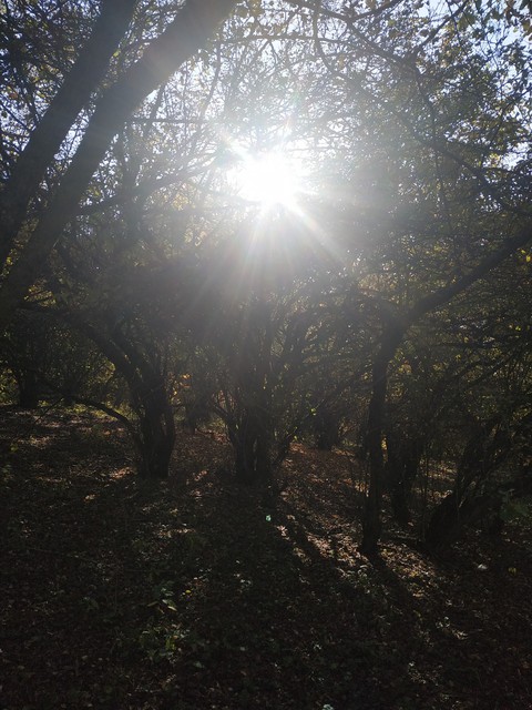 лес