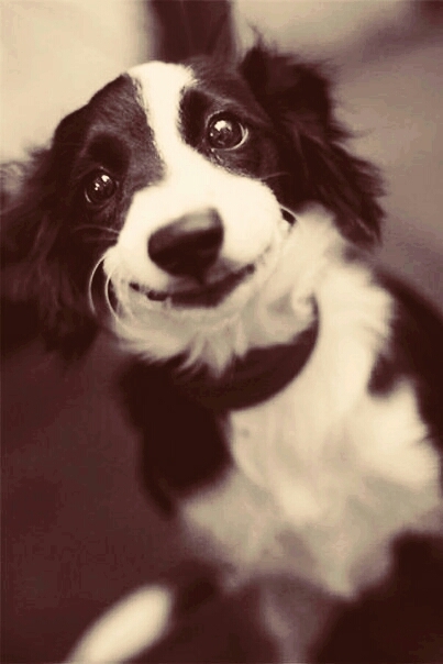 цуцик