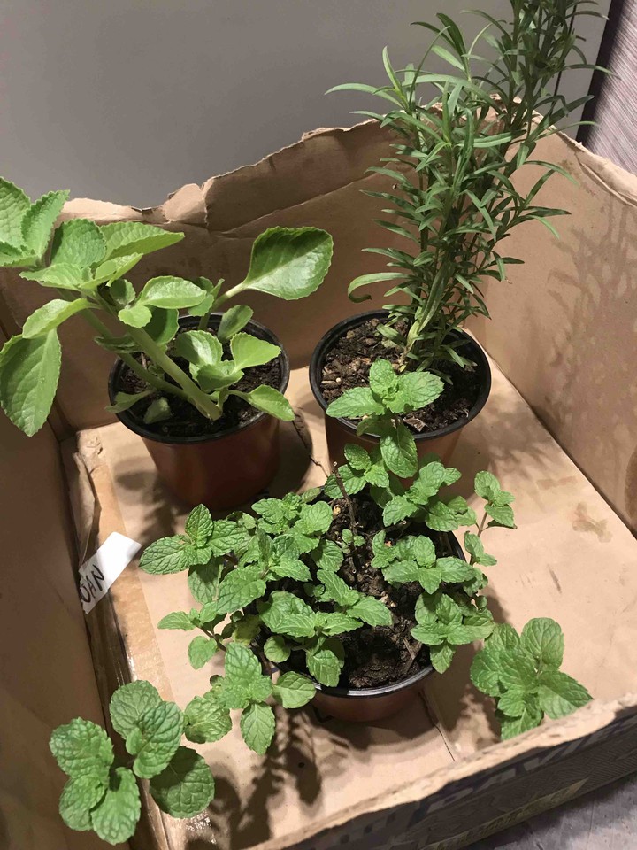 Little Plants