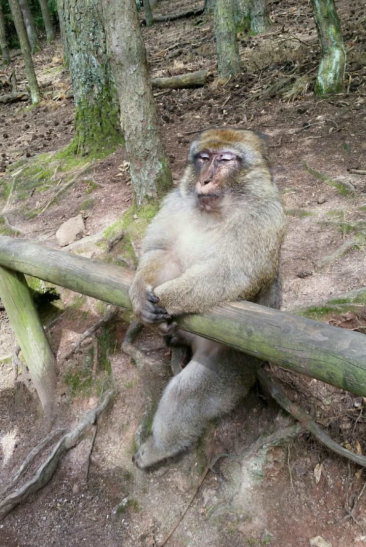 monkey