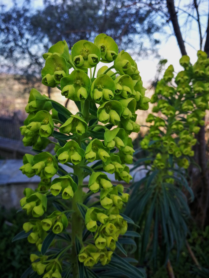 Euphorbia characias