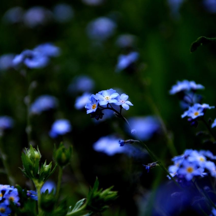 Blue dreams