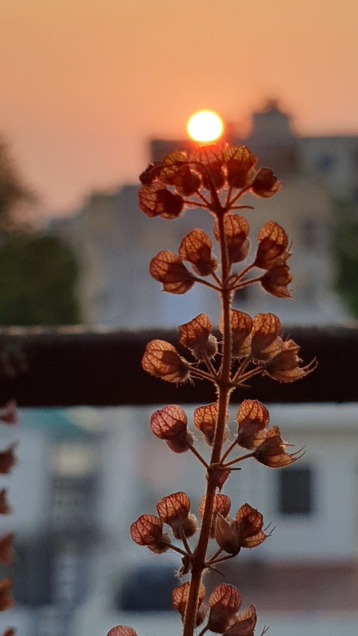 Sun flower