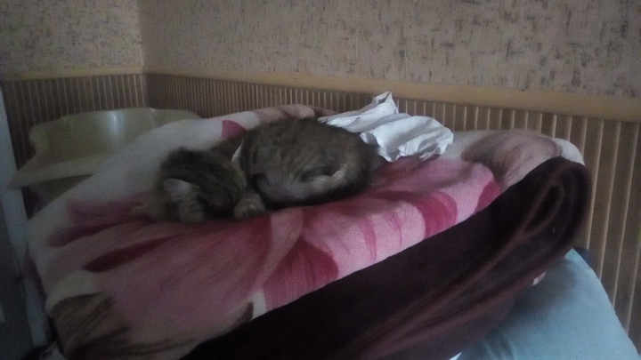 Котика не будити