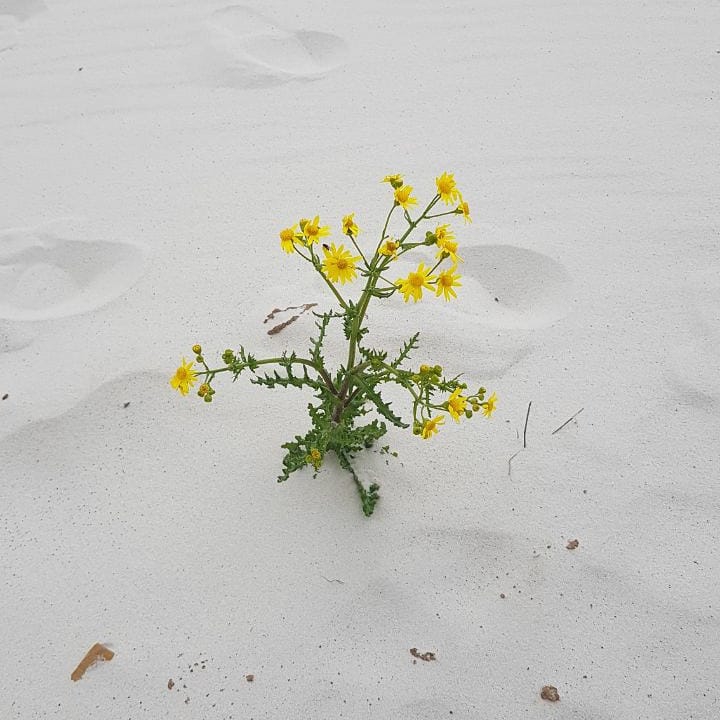sand, beach, sea, summer