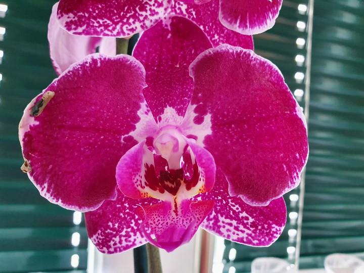 Orchideen