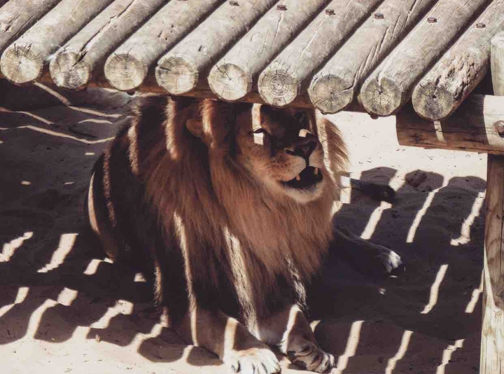 Lion