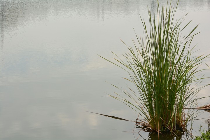 grass