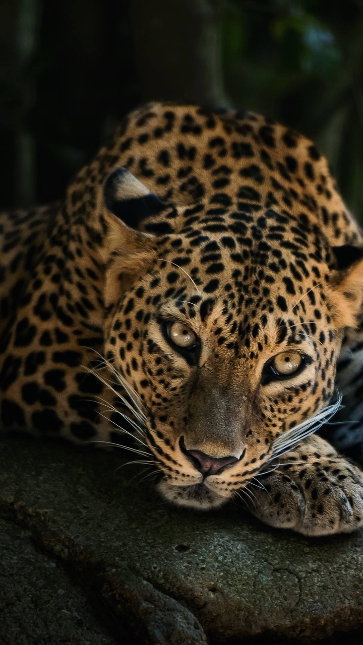 The Eyes