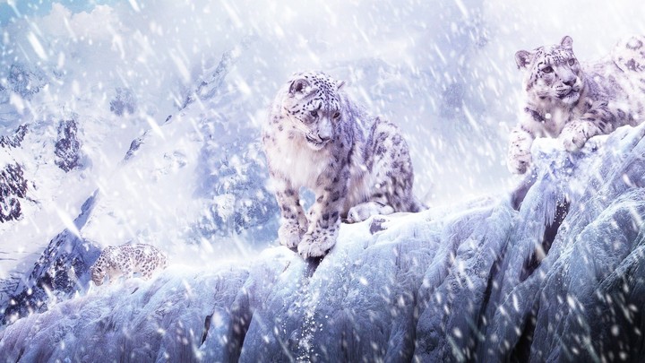 Snow leopard