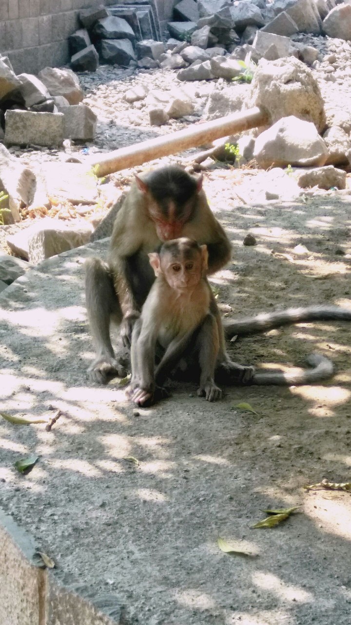 monkey