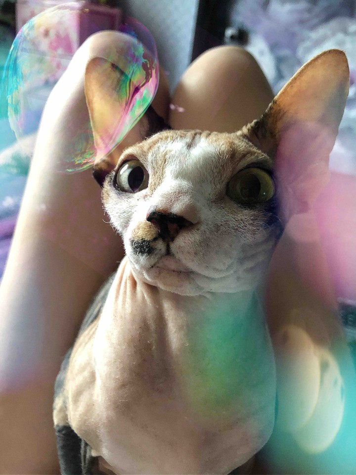 cat