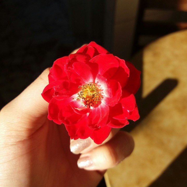 Flower