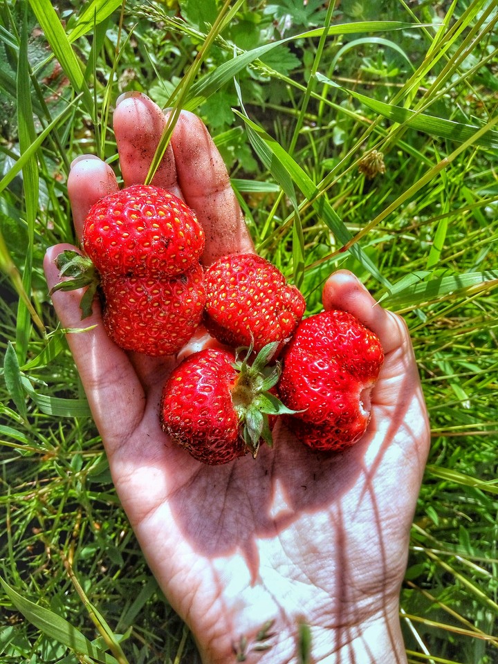 strawberry