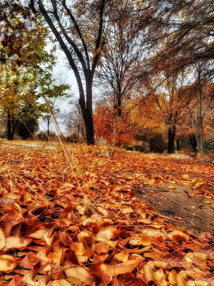 Missing Autumn