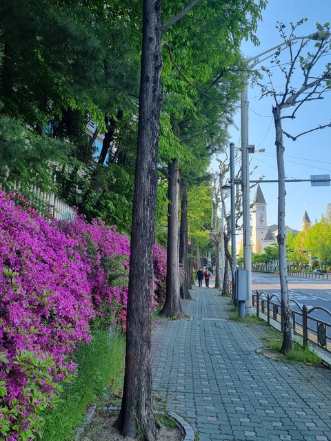 flower, groundcover壁紙