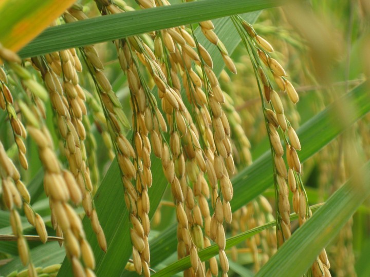 Rice crops