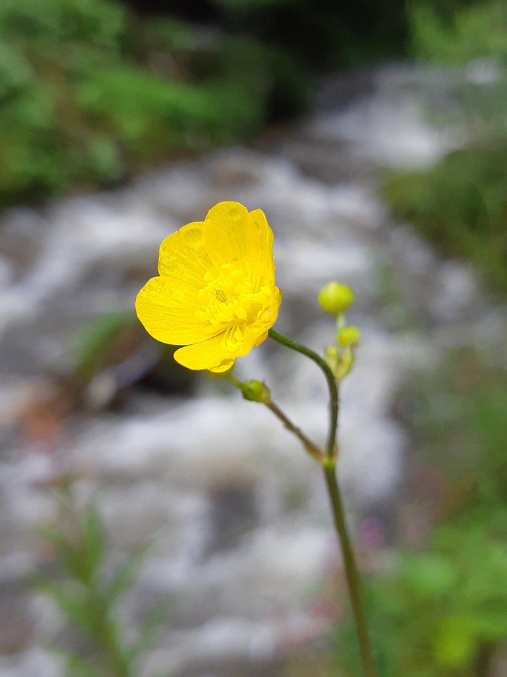 Flower ^_^
