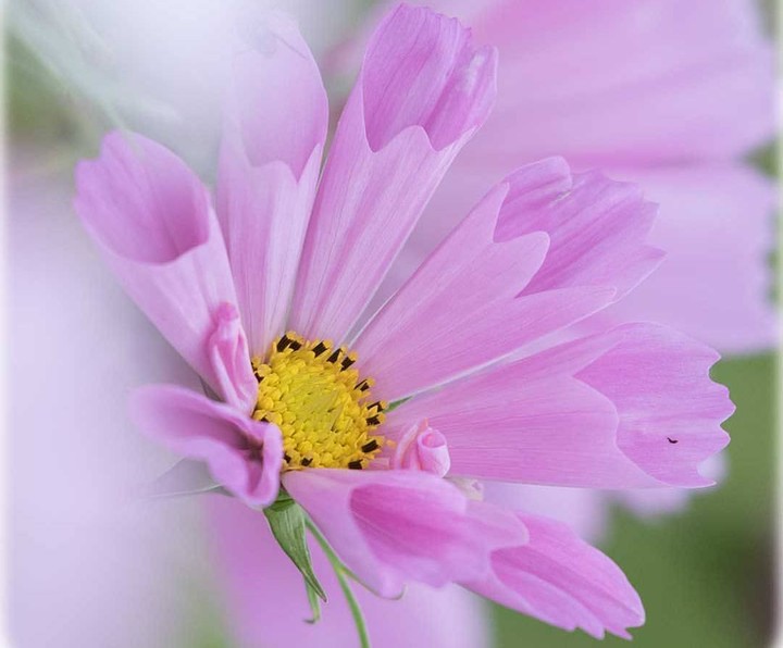 blossom