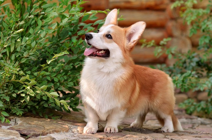 Corgi Oliver