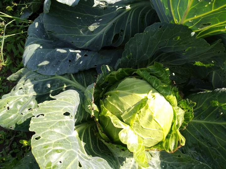 Green cabbage