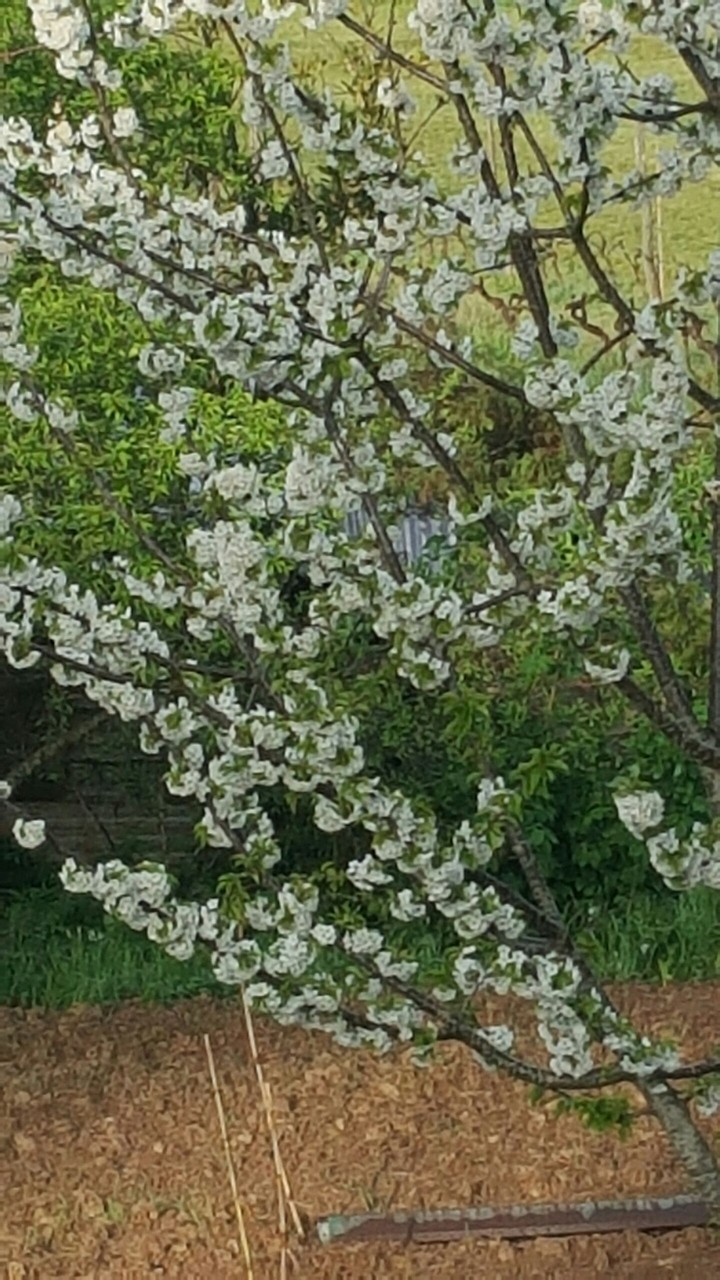 ciliegio fiorito