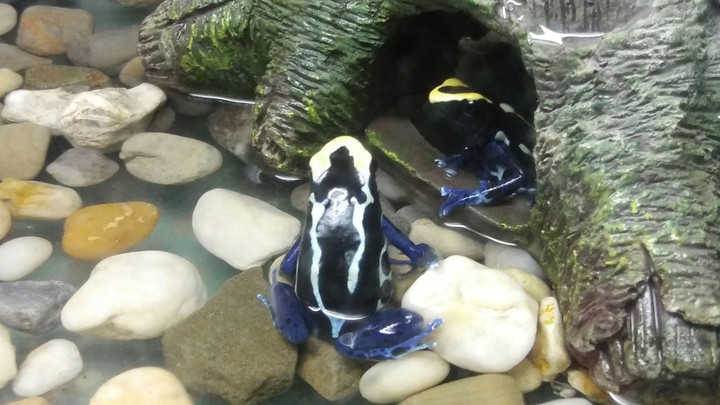 Blue Tree Frog, Cape May Zoo