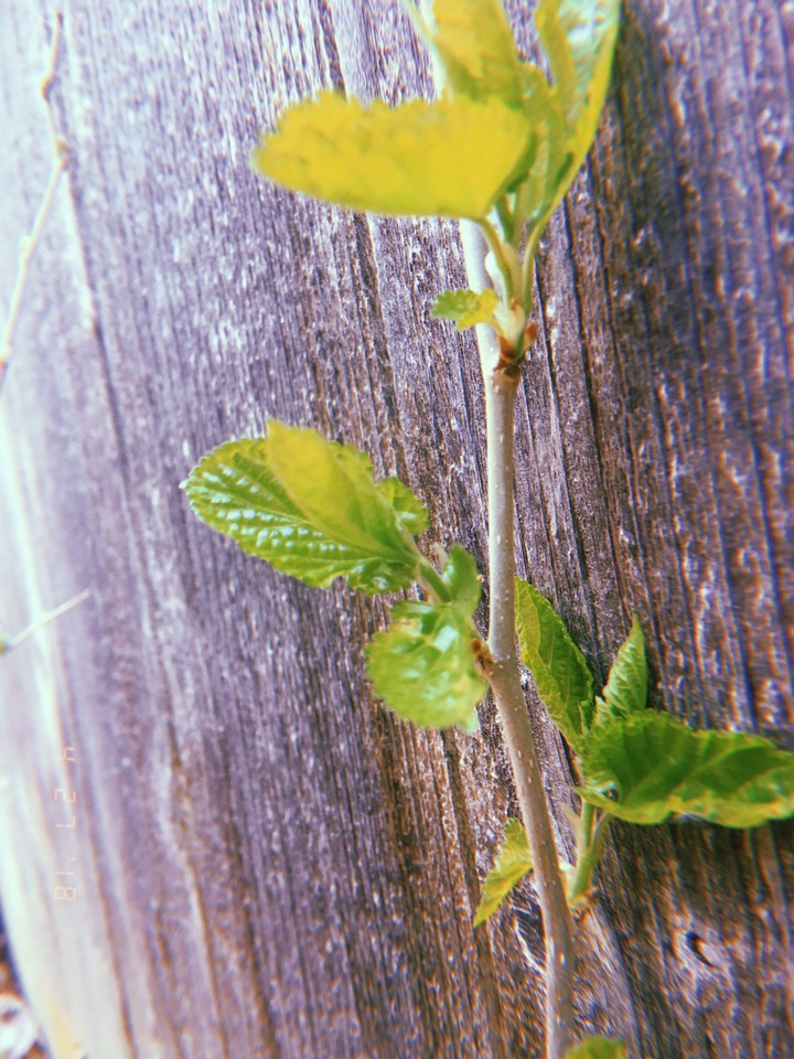 Leafs
