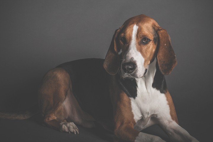 There is no such thing as 'just a dog'.