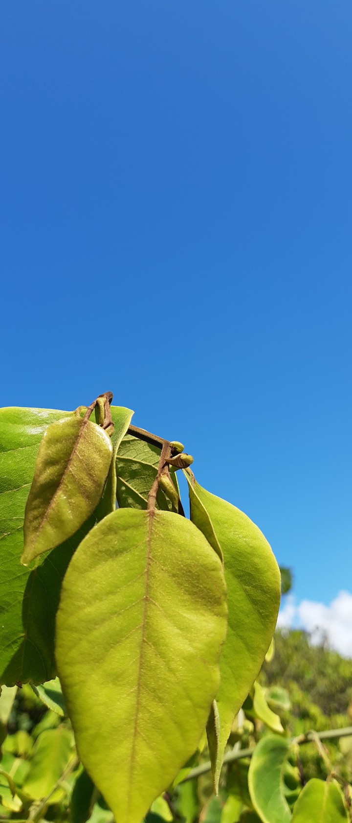 Blue and green
