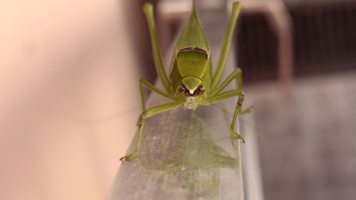 Leaf Bug