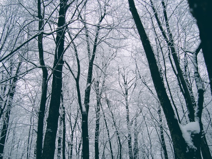 winter forest