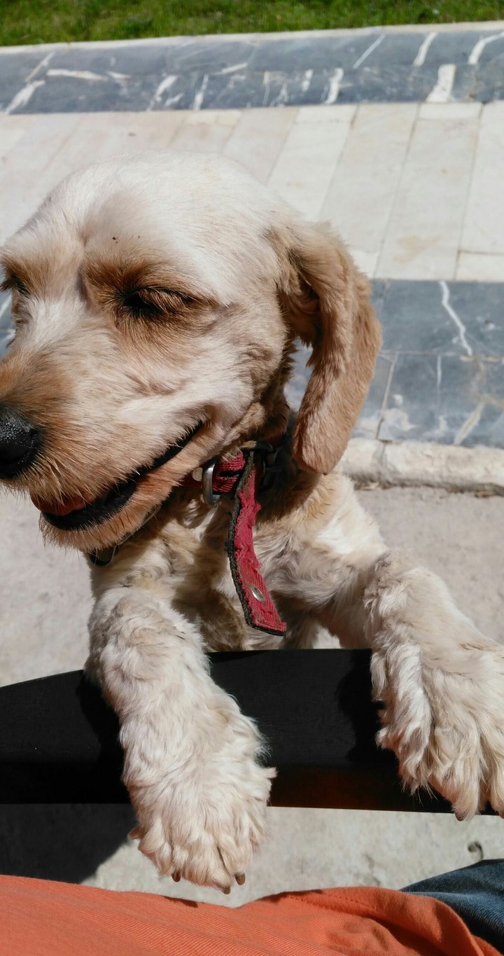 dogi